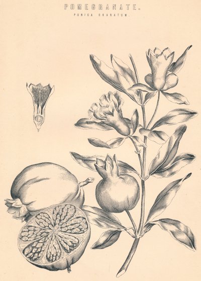 Romã, século c19 de Unbekannt