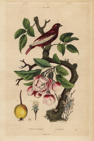 Pompadour cotinga, Xipholena punicea, sobre uma macieira, Malus pumila, fruta, flor Pompadour et pommier a bouquets de Unbekannt