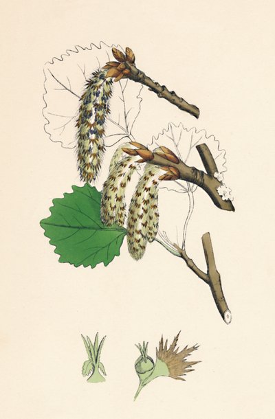 Populus tremula. Aspen, século XIX de Unbekannt