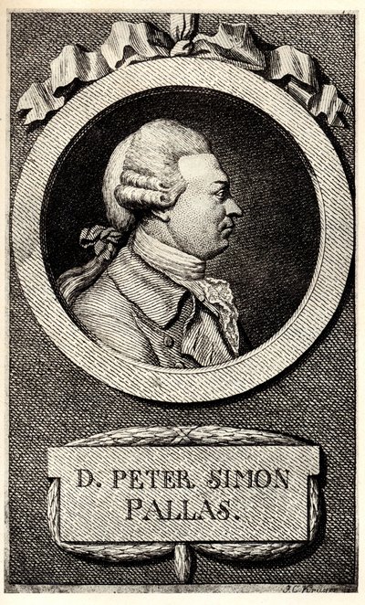 Retrato do zoólogo e botânico Peter Simon Pallas 1741-1811, início do século XIX. de Unbekannt