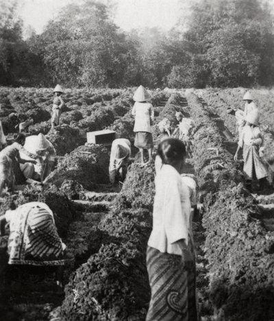 Preparando canais de irrigação em uma plantação de açúcar, Java, Índias Orientais Holandesas, 1927 de Unbekannt