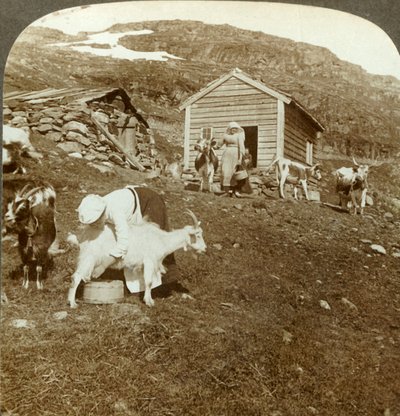 Meninas norueguesas bonitas que cuidam de vacas e cabras no Haukeli Mts, Noruega, c1905. de Unbekannt