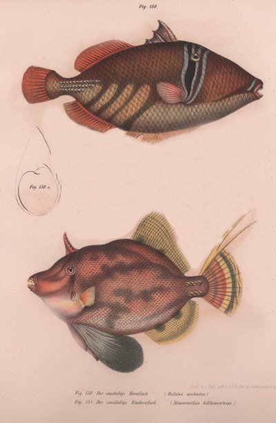 Hornfish espinhoso Batistes aculeatus, Monacanthus bifilamentosus, c.1850s de Unbekannt
