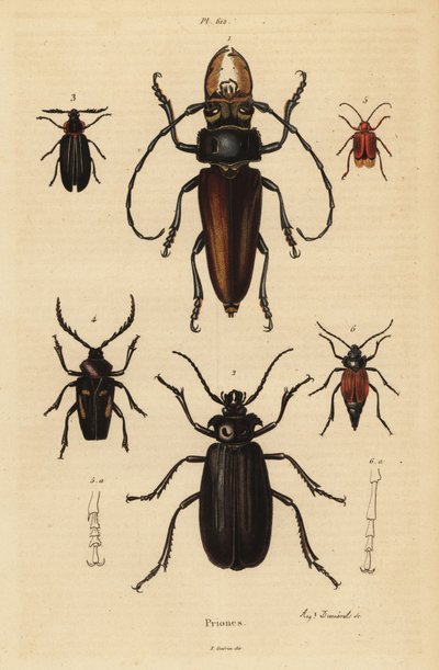 Psalidognathus friendii 1, Madre de la Culebra, Acanthinodera cumingii 2, Allocerus dilaticorne 3, Callipogos barbatus 4, Anacolus sanguineus 5 e Prionus flavipennis 6 de Unbekannt