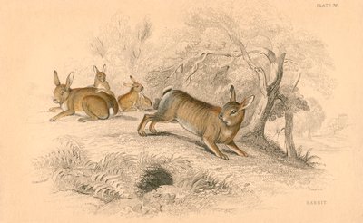 Coelho Oryctolagus cuniculus, 1828 de Unbekannt