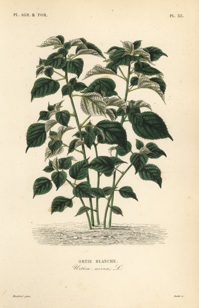 Ramie ou China grama, Boehmeria nivea, Urtica nivea, Ortie blanche de Unbekannt