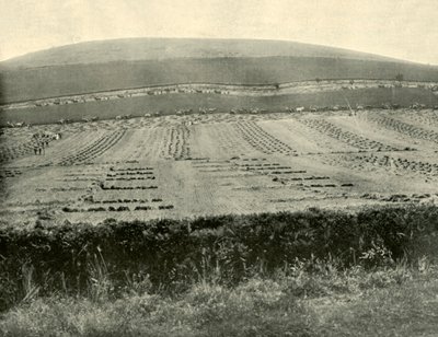 Reaper & Binder Competition, Monte Blowhard, perto de Ballarat, 1901. de Unbekannt