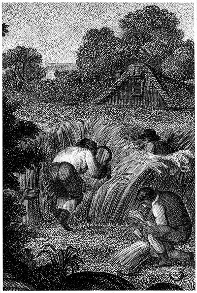 Colhendo com foices e amarrando as polias, Inglaterra, c1800 de Unbekannt