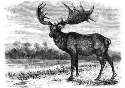 Reconstrução do alce irlandês Megaloceros, c1880 de Unbekannt