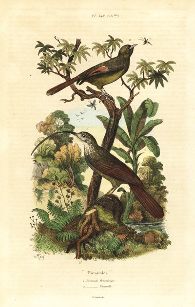 Faqueiro-de-bico-vermelho, Campylorhamphus trochilirostris e olivaceous woodcreeper, Sittasomus griseicapillus de Unbekannt