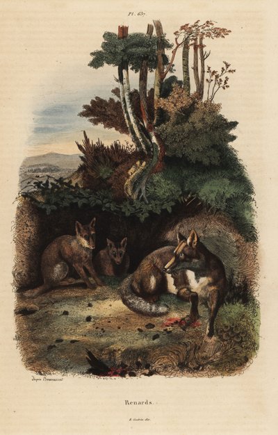 Red foxes, Vulpes vulpes, fora de uma toca de Unbekannt