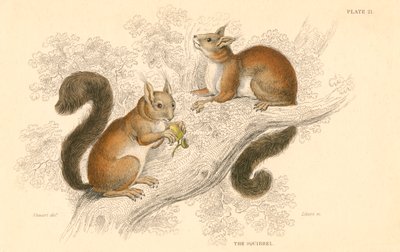 Esquilo-vermelho Sciurus vulgaris, roedor de árvores nativas da Europa e Ásia, 1828 de Unbekannt