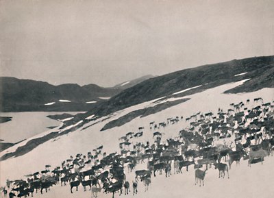 Rena nas montanhas, 1914. de Unbekannt