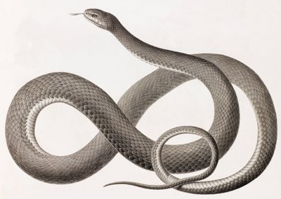 Répteis: uma imagem de perto de uma ilustração de uma cobra de Unbekannt