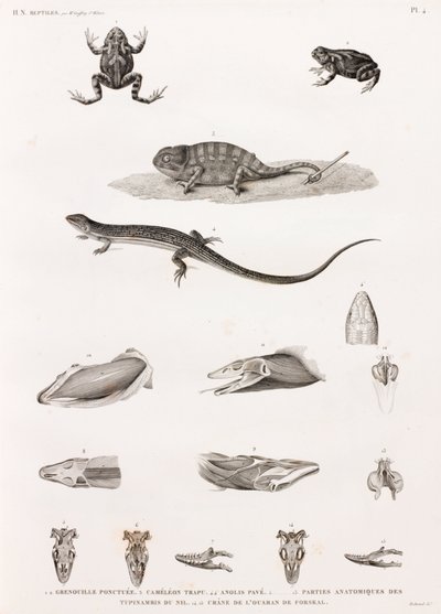 Répteis: série de ilustrações de répteis de Unbekannt