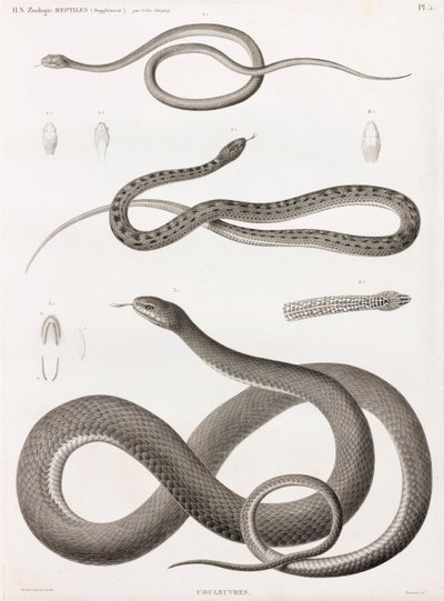 Répteis: série de ilustrações de cobras de Unbekannt