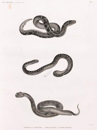 Répteis: cobras de Unbekannt