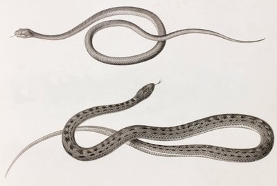 Répteis: duas imagens de perto de ilustrações de cobras de Unbekannt