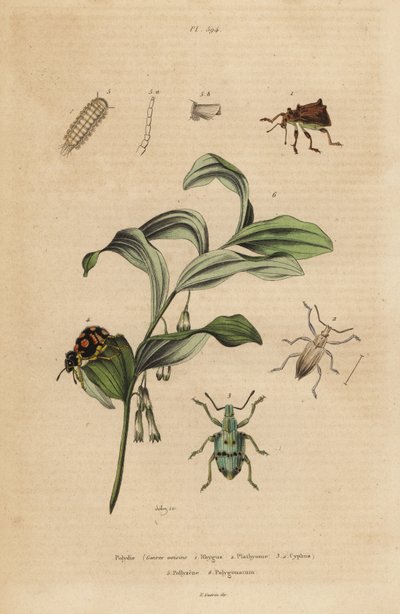 Gorgulhos de Rhigus, Platyoma e Cyphus, bristly millipede, Polyxenus lagers e Polygonatum odoratum, selo do rei Salomão de Unbekannt