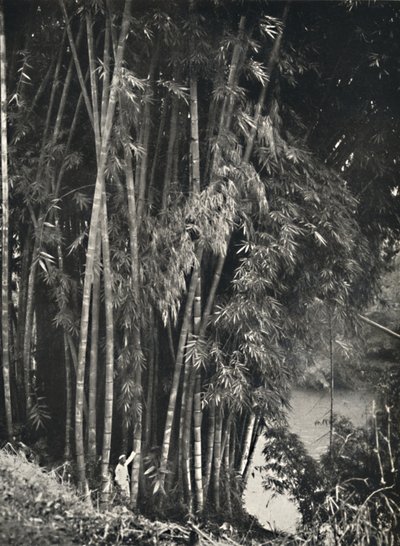 Riesenbambus Dendrocalamus giganteus em Peradeniya bei Kandy, 1926 de Unbekannt