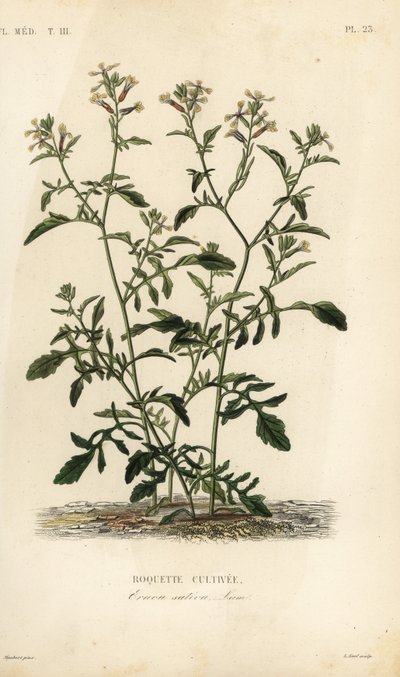 Foguete ou rúcula, Eruca vesicaria, Eruca sativa, Roquette cultivee de Unbekannt