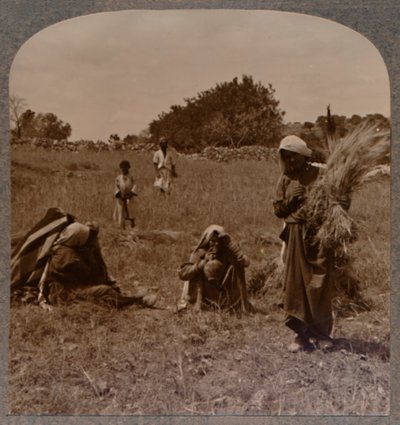 Rute apanhando nos campos de Boaz, c1900 de Unbekannt