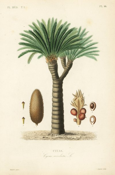 Sago palm, king sago, sago cycad ou sago palm japonês, Cycas revoluta, Cycas de Unbekannt