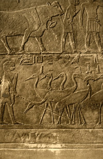 Saqqara - pinturas murais do túmulo de Ti, c1918-c1939. de Unbekannt