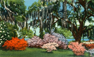 Cena em Belle Isle Gardens, perto de Georgetown, SC, 1942. de Unbekannt