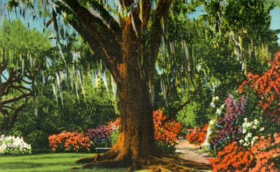 Cena em Magnolia Gardens, perto de Charleston, SC, 1942. de Unbekannt