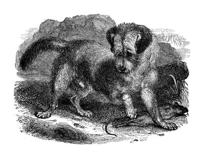 Terrier escocês, 1848 de Unbekannt