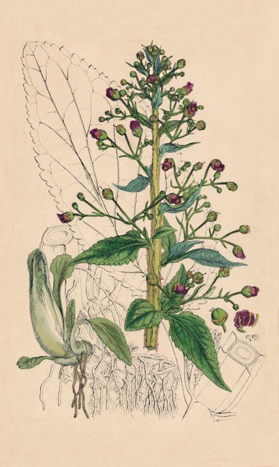 Scrophularia Ehrharti. Ehrharts Water-Betony, século XIX de Unbekannt