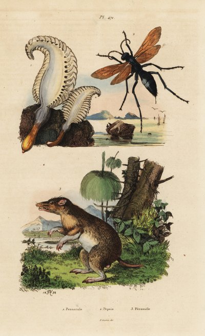 Caneta marinha, Pennatula phosphorea 1, vespa aranha, Pepsis limbata 2, e bandicoot de nariz comprido, Perameles nasuta 3 de Unbekannt