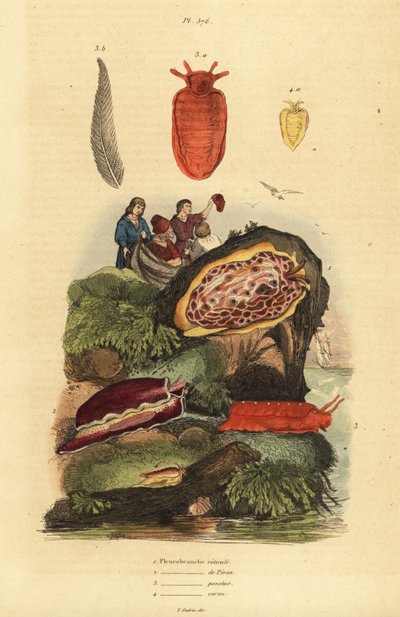 Lesmas do mar: Pleurobranchus reticulatus 1, Berthellina citrina 3, Pleurobranchus peronii 2,4 de Unbekannt