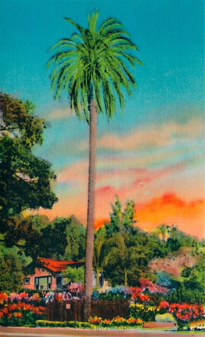 Palmeira da Serra. A primeira palmeira na Califórnia, c1941 de Unbekannt