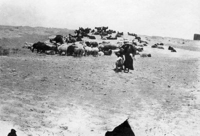 Ovelhas pastando fora de Samarra, Mesopotâmia, 1918 de Unbekannt