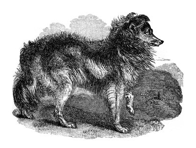 Cão de pastores, 1848 de Unbekannt