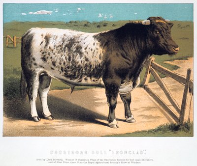Touro de Shorthorn Ironclad, 1875 de Unbekannt