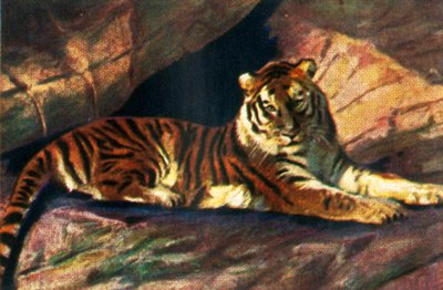 Tigre siberiano, c1928. de Unbekannt