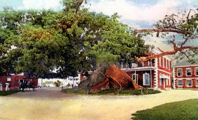 Árvore de algodão de seda, Nassau, New Providence, Bahamas, c1900s de Unbekannt