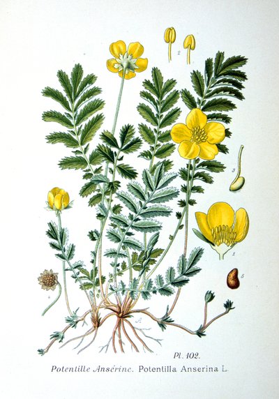 Silverweed, 1893 de Unbekannt