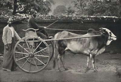 Vagão zebra cingalês, 1926 de Unbekannt