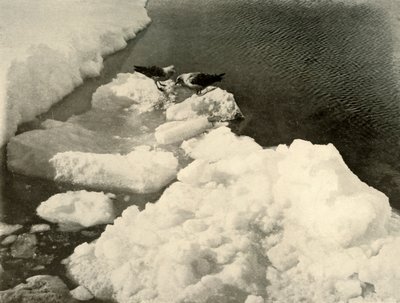 Gaivotas de Skua na borda do gelo, c1908, 1909. de Unbekannt