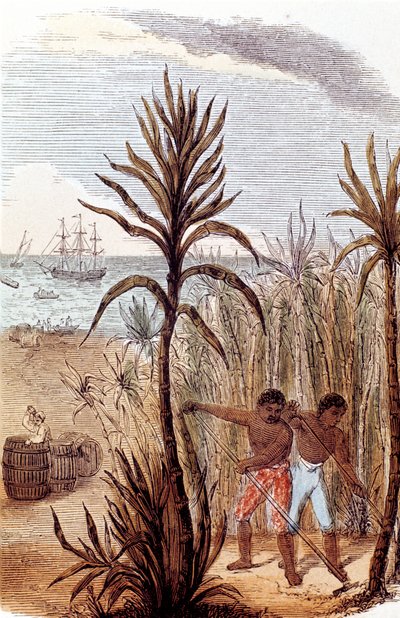 Escravos que cultivam cana-de-açúcar nas Índias Ocidentais, 1852 de Unbekannt