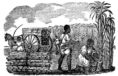 Escravos que colhem cana-de-açúcar na Louisiana, 1833 de Unbekannt