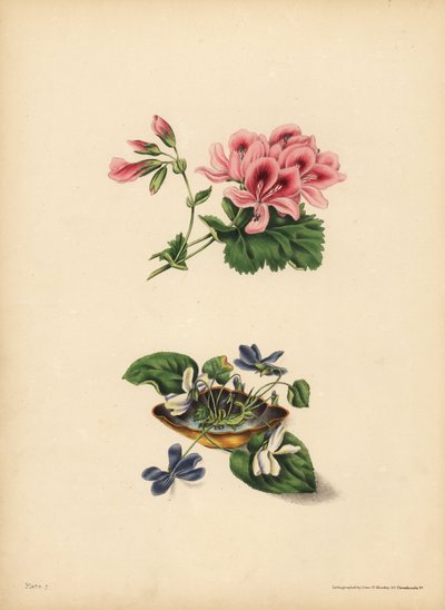 O Gerânio de Smith, Preferência; As Violetas de flores brancas e roxas doces, Pureza de sentimentos, candura, modéstia e inocência de Unbekannt