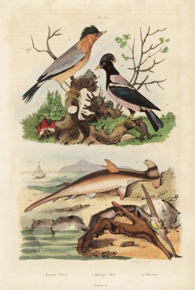 Smooth hammerhead, Sphyrna malleus 1, hammer oyster, Malleus malleus 2, brahminy myna, Sturnia pagodarum 3 e rosy starling, Pastor roseus 4 de Unbekannt