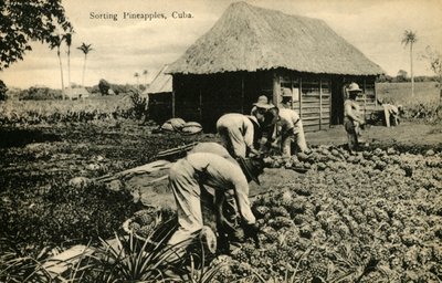 Classificação de abacaxis, Cuba, final do século XIX e início do século XX. de Unbekannt