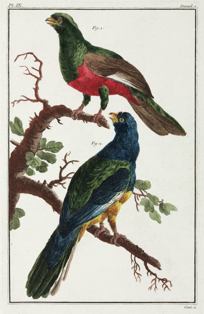 aves sul-americanas de Unbekannt