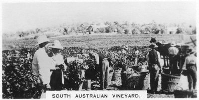 Vinhedo do Sul da Austrália, 1928 de Unbekannt